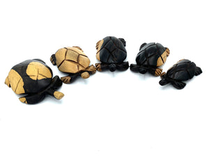 Série tortues bicolores